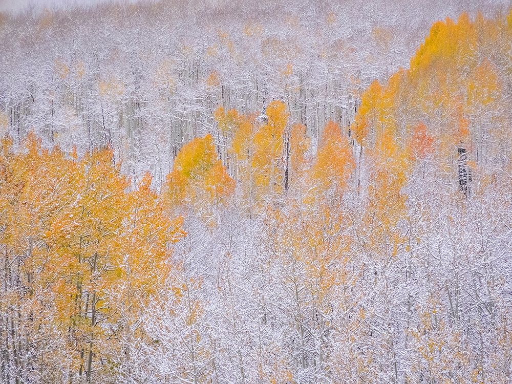 Colorado-Keebler Pass-fresh snow on Aspens with Fall Colors